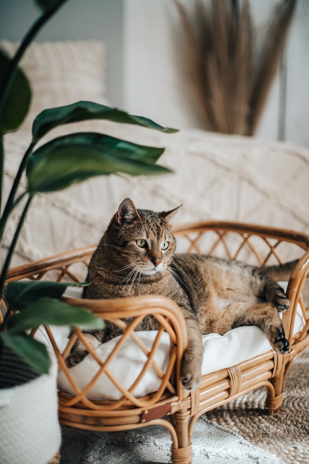 Designer Katzenbett aus Rattan für eine Katze