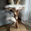 Katzenbaum Natur