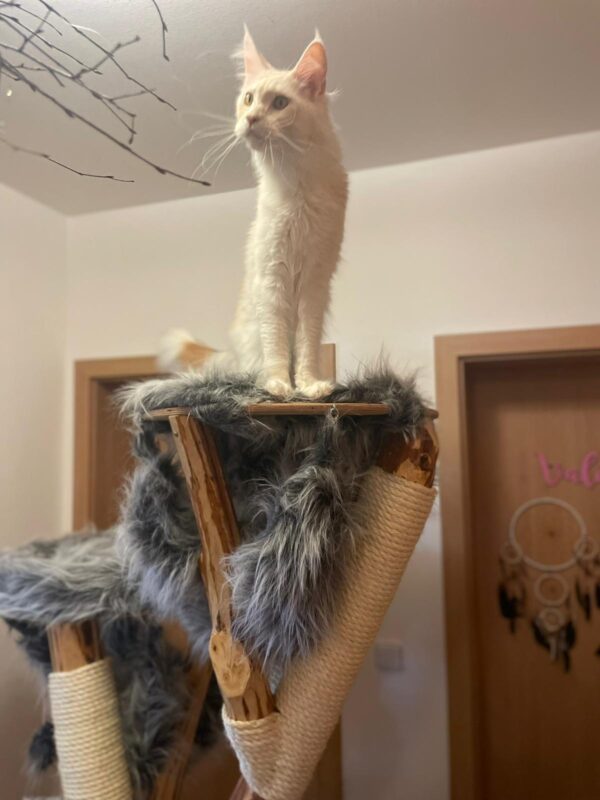 Katzenbaum mit grauem Fellbezug