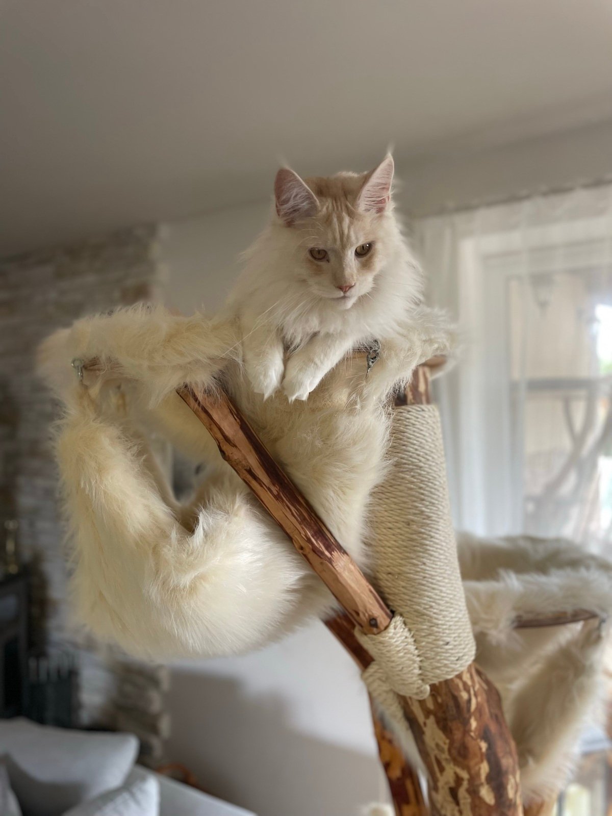 beiger Katzenkratzbaum aus Massivholz