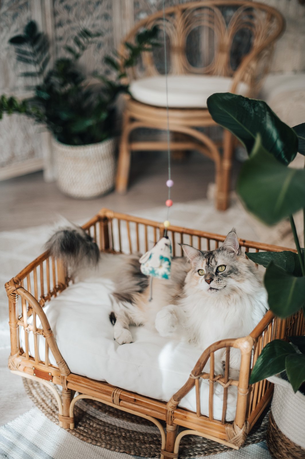 gemütliches Katzenbett als Luxusvariante