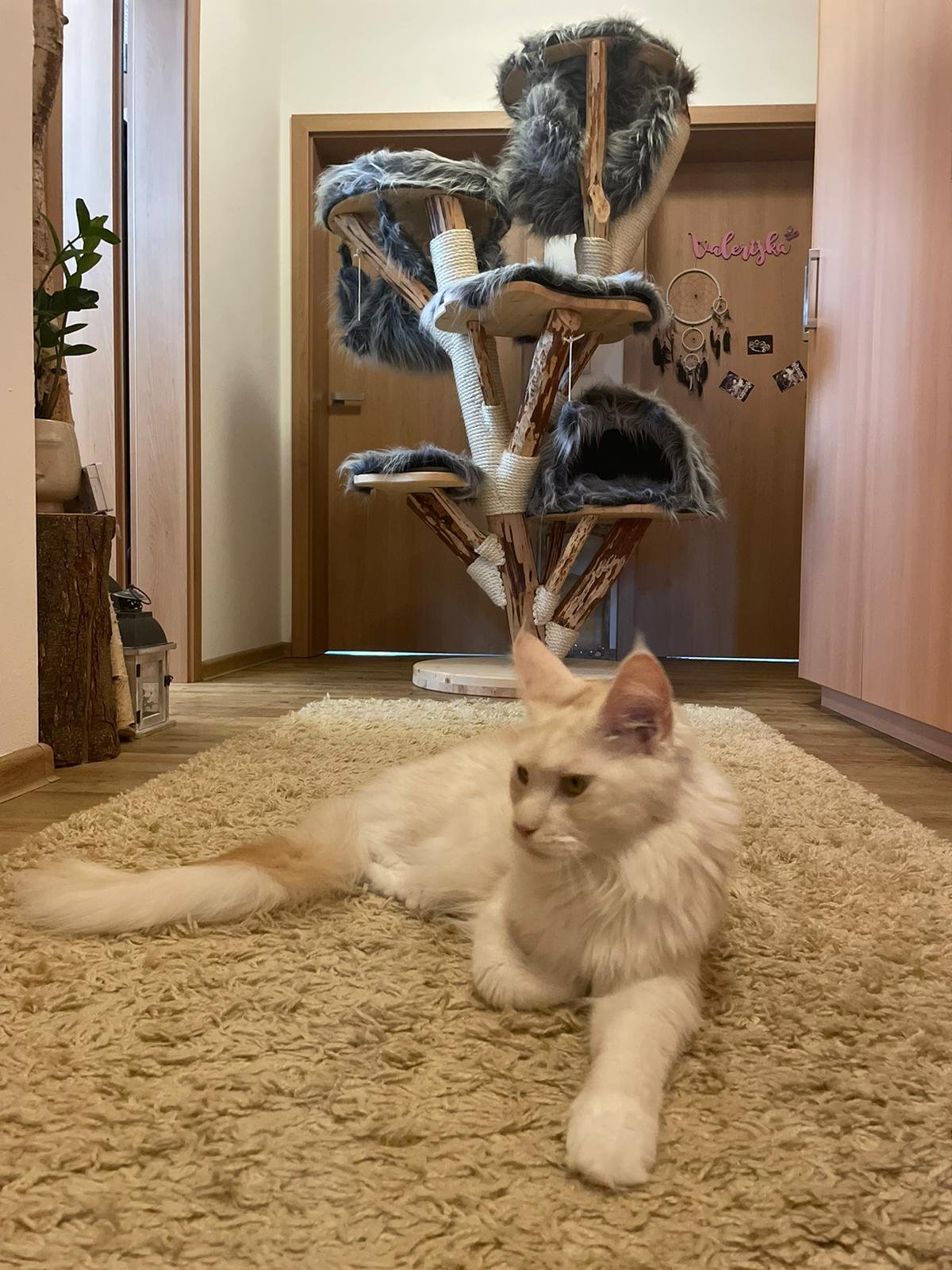 großer grauer Kratzbaum aus naturholz