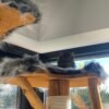 Katze die auf einem Fellbezug liegt