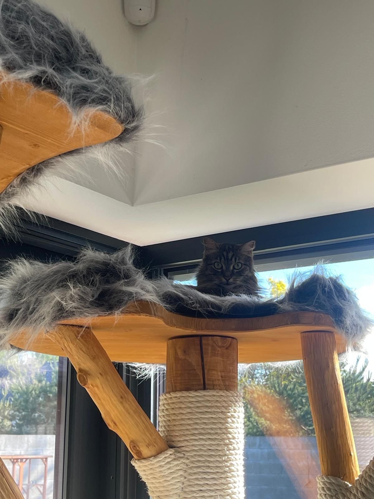 Katze die auf einem Fellbezug liegt