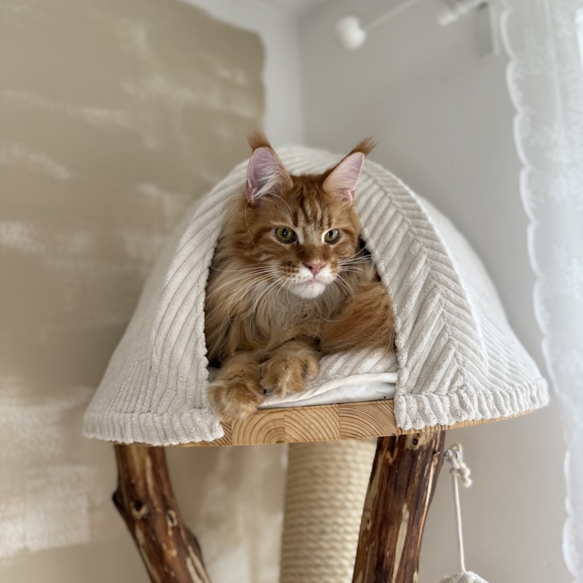 Katze die in einem Katzenbaum liegt