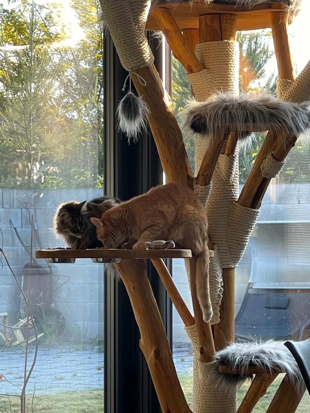 moderner Katzenkratzbaum aus Echtholz