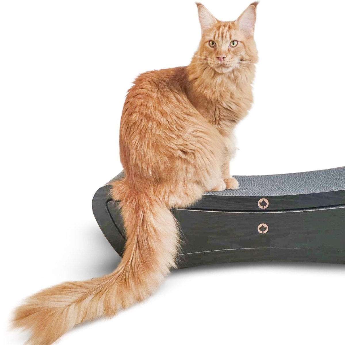 Katzenbrett zum kratzen