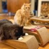 Kratzbrett aus Wellpappe für katzen