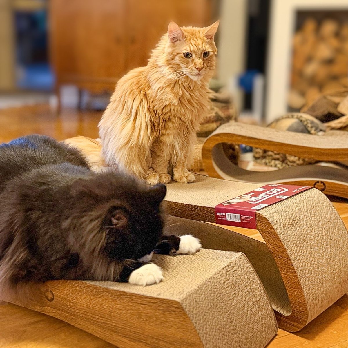 Kratzbrett aus Wellpappe für katzen