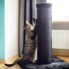 Kratzstamm katze von Kratzhelden