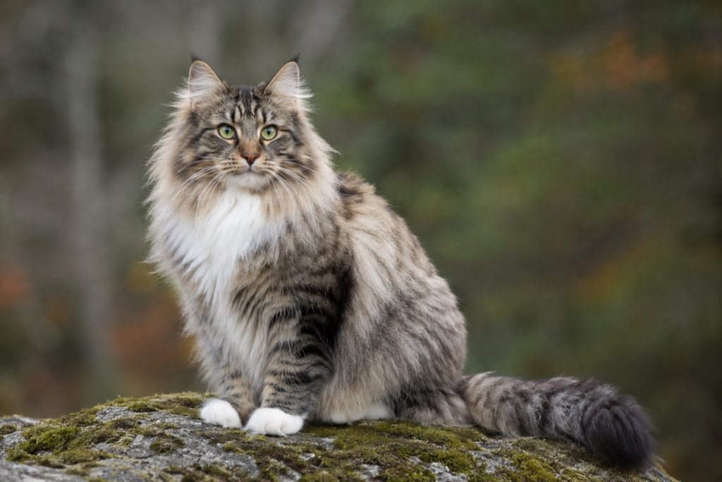 Norwegische Waldkatze
