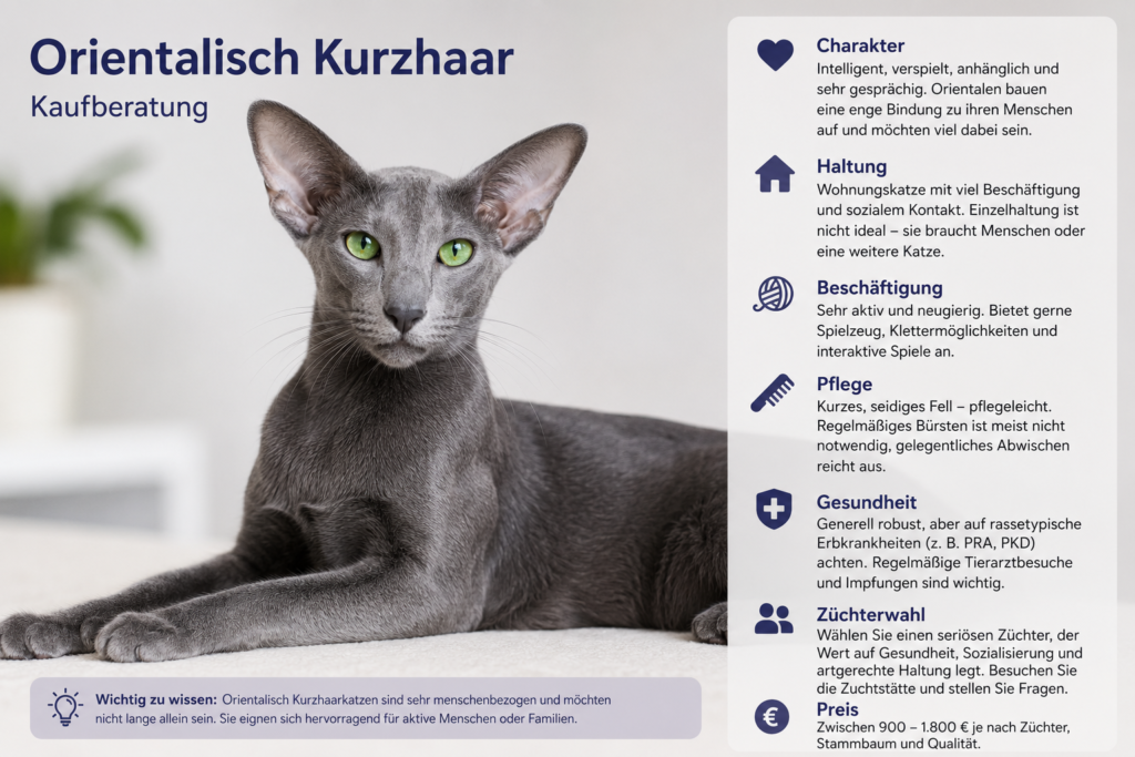 orientalisch Kurzhaar Katzenrasse